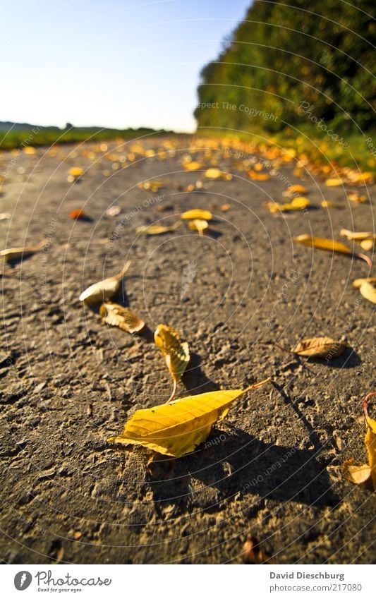 Autumn perspective of a dwarf Nature Landscape Plant Earth Beautiful weather Tree Leaf Brown Yellow Green Autumn leaves Autumnal Lie Autumnal colours