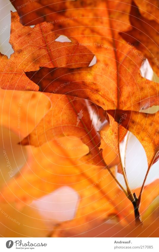 oak leaves Environment Nature Plant Autumn Leaf Red Autumn leaves Oak tree Oak leaf Orange Autumnal colours October Colour photo Exterior shot Close-up Detail