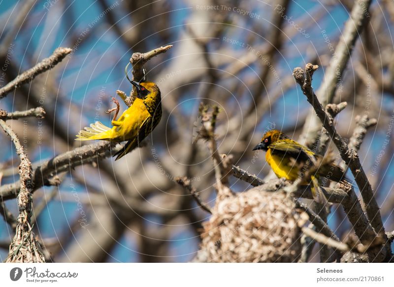 Weaver bird acrobatics weaver bird Bird South Africa Wild animal Nest-building Animal Colour photo Animal portrait Exterior shot Nature Freedom Exceptional