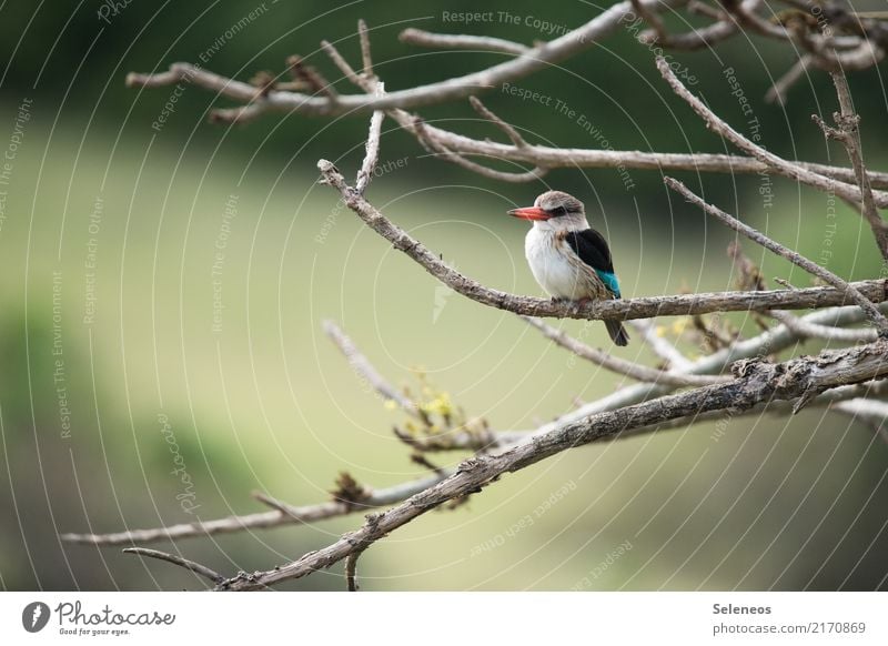 beeping bug Vacation & Travel Trip Far-off places Freedom Environment Nature Spring Plant Tree Branch Garden Park Animal Wild animal Bird Beak Kingfisher 1