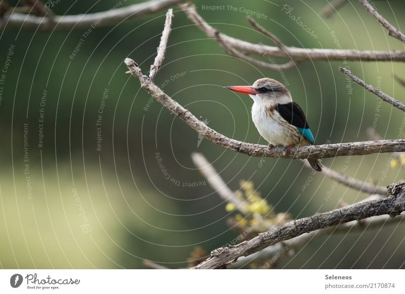 At observation posts Freedom Environment Nature Tree Branch Park Animal Wild animal Bird Animal face Kingfisher 1 Observe Near Natural Ornithology Colour photo