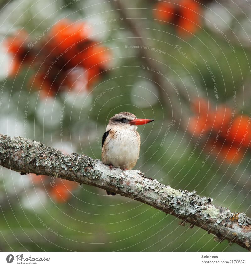 squatters Trip Far-off places Freedom Summer Environment Nature Spring Plant Tree Blossom Branch Garden Park Animal Wild animal Bird Animal face Kingfisher Beak