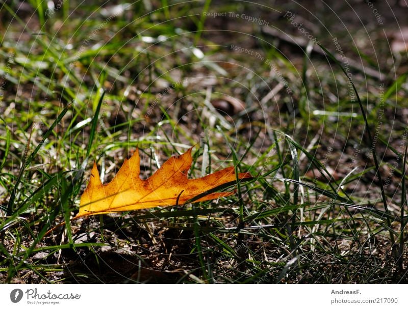 Autumn just Environment Nature Plant Grass Leaf Oak tree Oak leaf Autumn leaves Orange Autumnal colours Individual Colour photo Detail Copy Space right