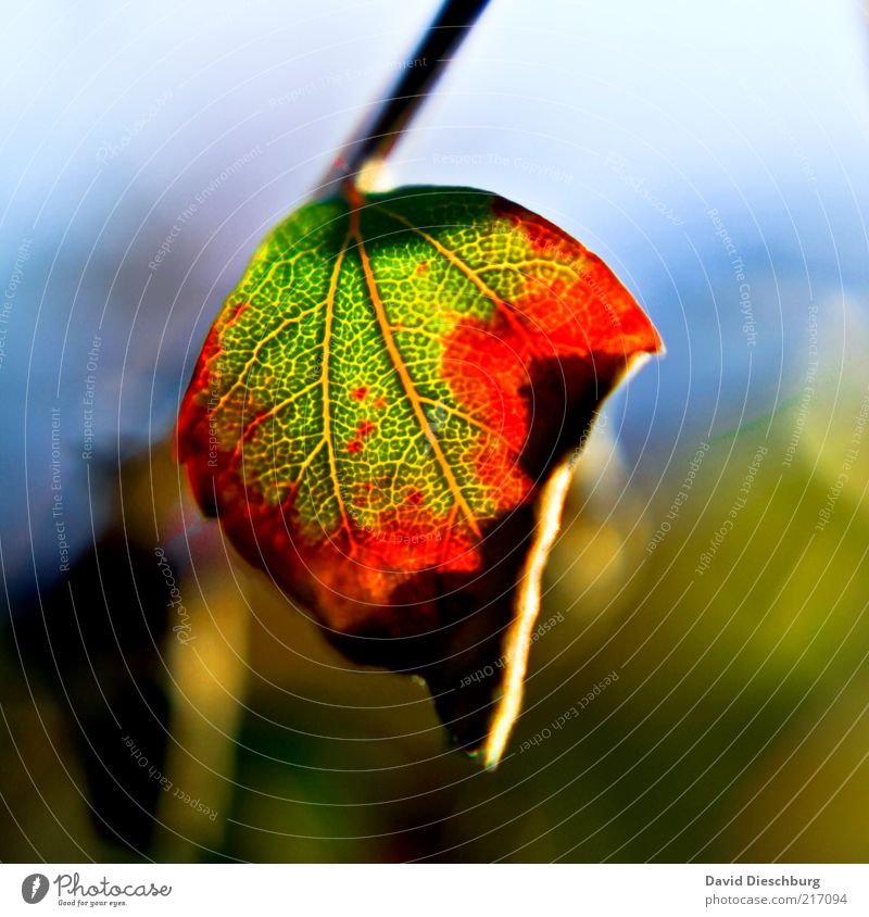 I love the autumn Nature Plant Autumn Leaf Green Red Autumn leaves Autumnal Autumnal colours Early fall Rachis Leaf green Seasons Hang Shriveled October