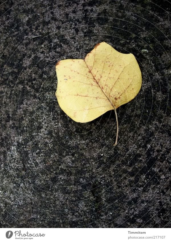 soloist Nature Autumn Leaf Natural Clean Beautiful Esthetic Environment Isolated Image Autumn leaves 1 Individual Autumnal colours Copy Space bottom Rachis