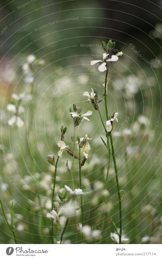 deciduous greetings Environment Nature Plant Summer Autumn Flower Grass Bushes Blossom Foliage plant Stalk Bud Blossom leave Flower stem Calyx Pistil