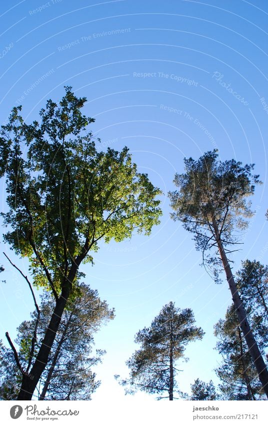 summit meeting Environment Nature Cloudless sky Beautiful weather Tree Forest Blue Green Forest death Treetop Large Tall Gigantic Clearing Death of a tree