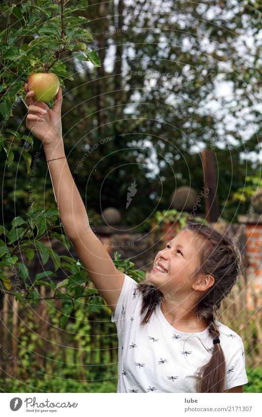 Apple harvest 3 Food Nutrition Thanksgiving Agriculture Forestry Girl Environment Nature Autumn Natural Happy Fruit Fruit trees Harvest Pick Colour photo