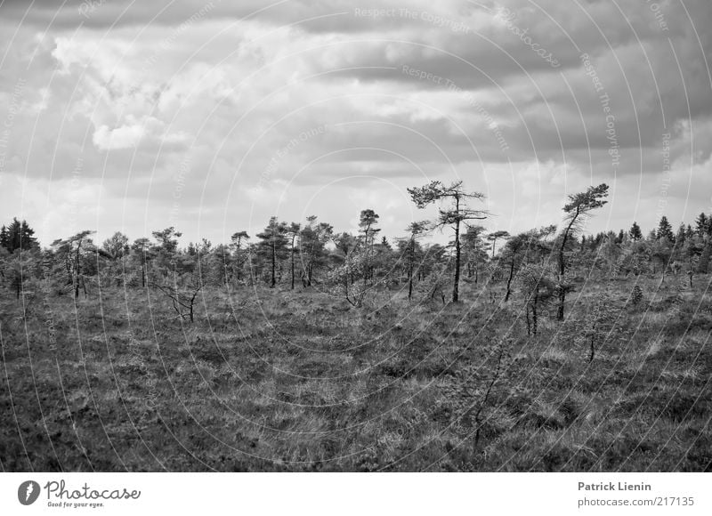 Black Moor Environment Nature Landscape Plant Elements Earth Air Sky Clouds Storm clouds Autumn Climate Weather Wind Tree Forest Hill Moody Rhoen Bog Wet Putrid