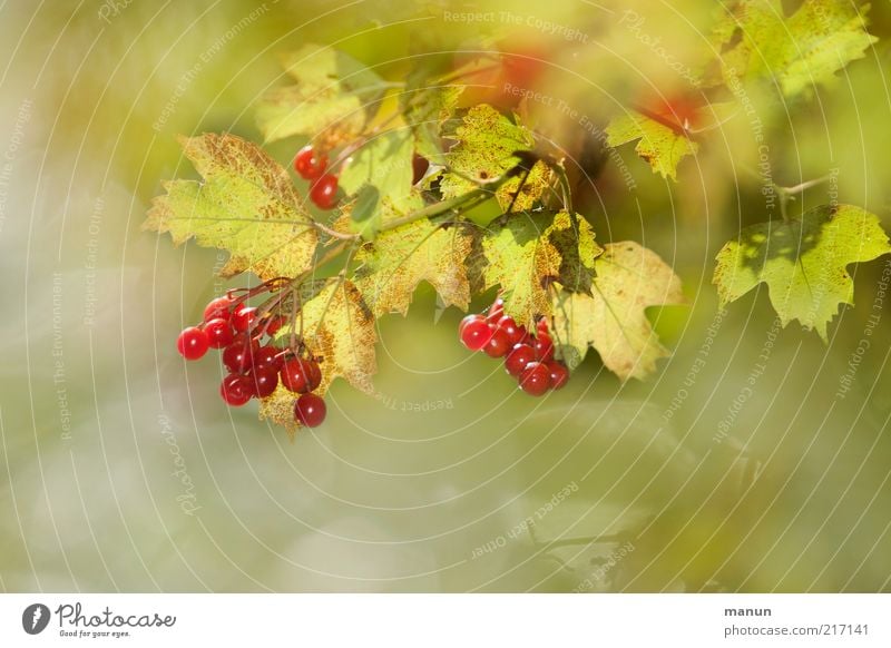 berry summer Food Fruit Environment Nature Summer Autumn Plant Bushes Leaf Wild plant Berry bushes Berries Berry seed head Fruity Autumnal Early fall Fresh