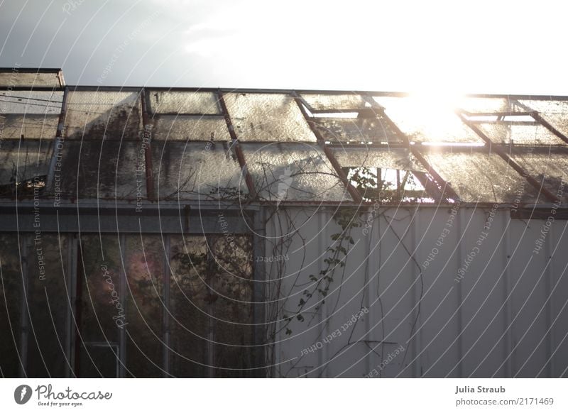 greenhouse France Deserted Greenhouse Window Stagnating Decline Transience Broken Jinxed Colour photo Day Light (Natural Phenomenon) Sunlight Sunbeam