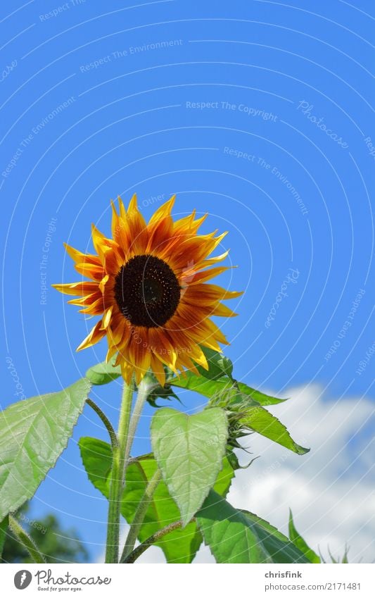 sunflower Food Environment Nature Plant Sky Flower Field Esthetic Natural Blue Yellow Gold Green Orange Kernels & Pits & Stones Colour photo Exterior shot