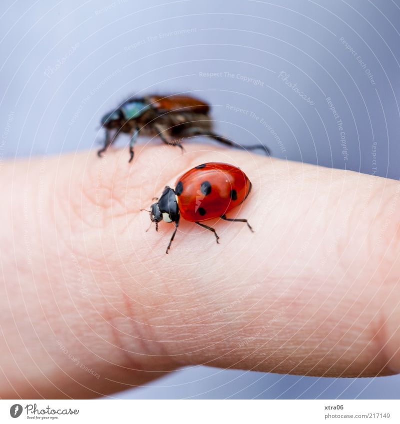 crawl group Animal 2 Friendliness Insect Ladybird Beetle Crawl Fingers Colour photo Interior shot Close-up Detail Macro (Extreme close-up) Spotted