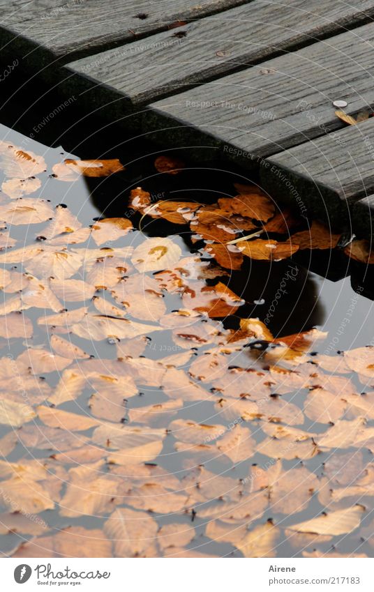 Summer - fallen into the water Water Autumn Weather Lake Footbridge Exceptional Threat Cold Sadness Grief Loneliness Fear Dangerous Leaf Dark Shadow Silhouette