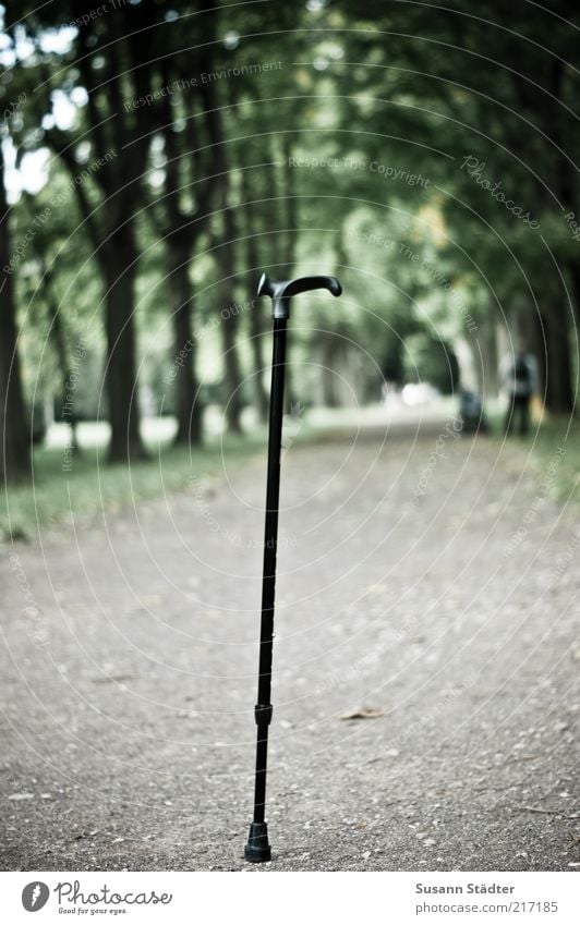 Barrier-free Plant Tree Park Exceptional Walking stick Walking aid Footpath Unwavering Disability friendly Subdued colour Close-up Deserted Central perspective