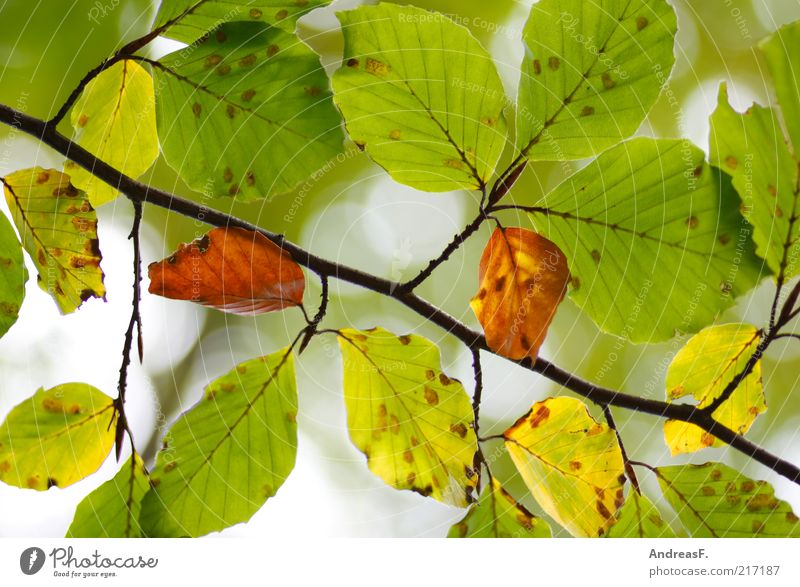 beech Environment Nature Plant Autumn Leaf Green Autumnal Autumnal colours Autumn leaves Leaf canopy Beech tree Beech family Colour photo Close-up Light