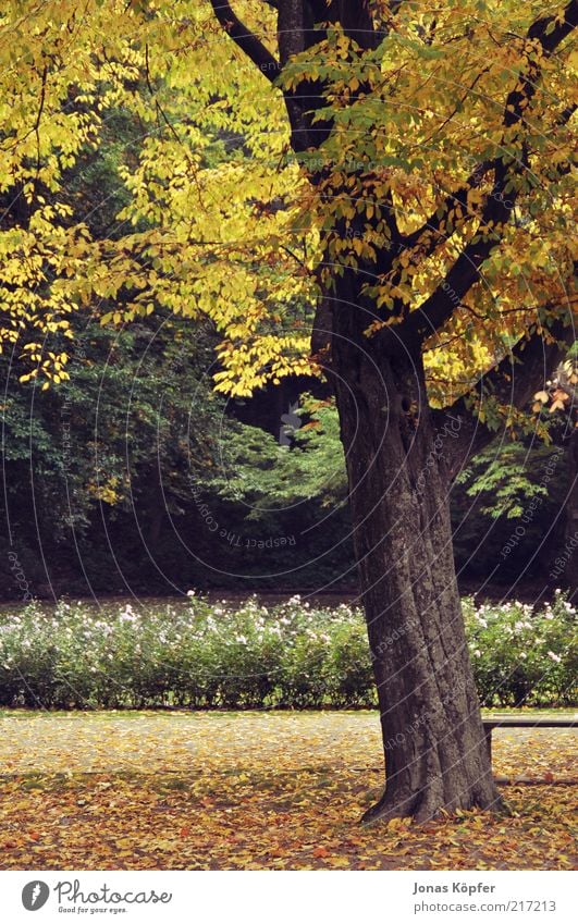 Heidelberg Autumn Nature Plant Beautiful weather Wind Leaf Brown Yellow Gold Green Warm-heartedness Romance Deciduous tree Autumn leaves Autumnal