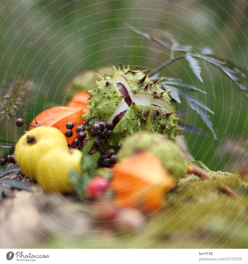 Chestnut Quince Elderberry Plant Autumn Beautiful weather Garden Park Forest Brown Multicoloured Yellow Gray Green Orange Red Black Physalis Rose hip Nut