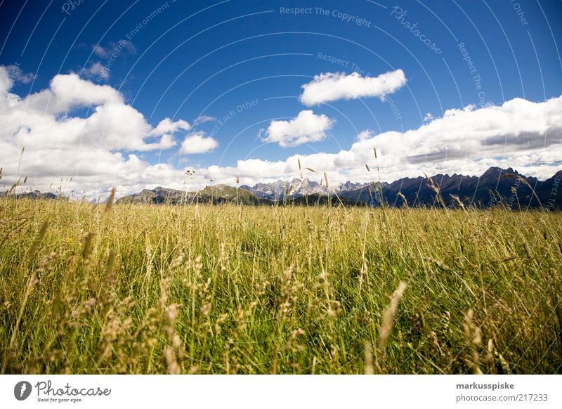 mountain world Relaxation Calm Far-off places Freedom Mountain Landscape Plant Beautiful weather Meadow Alps South Tyrol Trentino Peak Snowcapped peak Fragrance