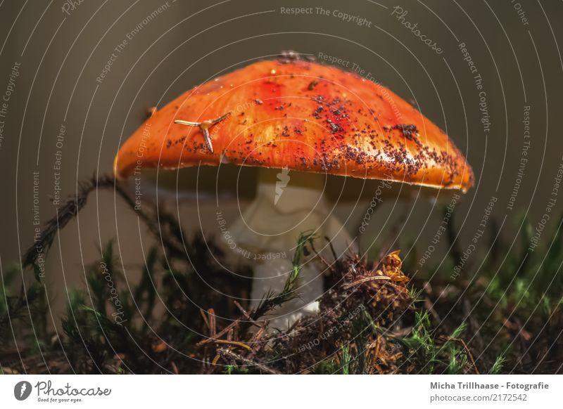 Fly agaric in moss Environment Nature Plant Earth Sun Sunlight Beautiful weather Moss Wild plant Amanita mushroom Mushroom Mushroom cap Forest Eating Illuminate