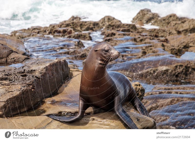 California sea lion Zalophus californianus Playing Rock Waves Coast Beach Ocean Animal Wild animal 1 Stone Water Sit Blue Brown Sea lion seal La Jolla