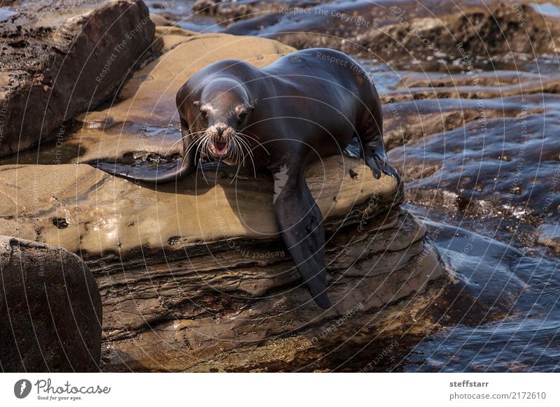 California sea lion Zalophus californianus Playing Rock Coast Beach Ocean Animal Wild animal 1 Blue Brown Sea lion seal La Jolla La Jolla Cove Sealife