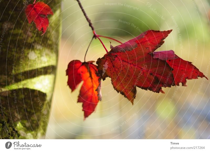 red october Nature Autumn Beautiful weather Tree Leaf Green Red Change Multicoloured Autumn leaves Maple tree serrated Purple Gaudy Tree trunk Colour photo