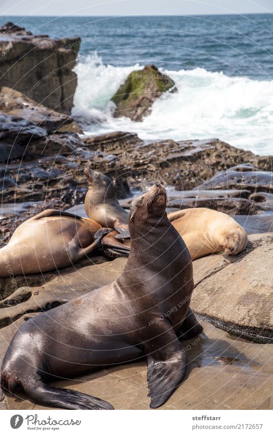 California sea lion Zalophus californianus Playing Rock Coast Animal Wild animal 1 Stone Water Sleep Sit Blue Brown Sea lion seal La Jolla La Jolla Cove Sealife