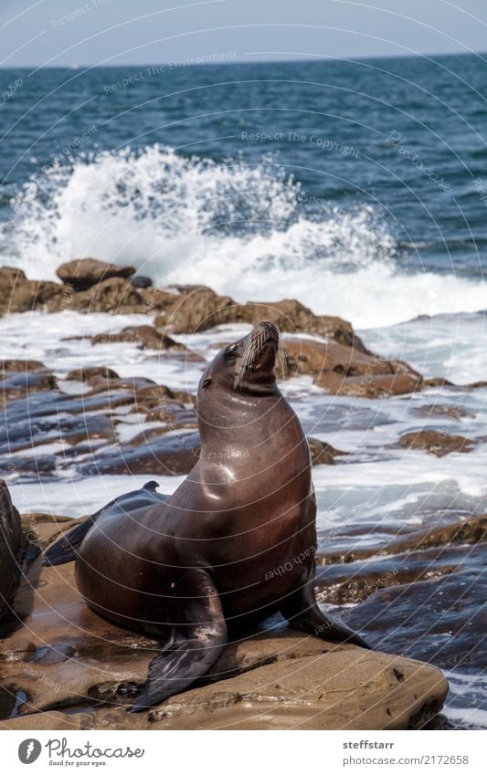 California sea lion Zalophus californianus Playing Rock Waves Coast Ocean Animal Wild animal 1 Stone Water Sit Blue Brown Sea lion seal La Jolla La Jolla Cove