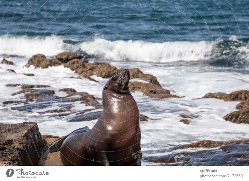 California sea lion Zalophus californianus Playing Rock Coast Ocean Animal Wild animal 1 Sit Sea lion seal La Jolla La Jolla Cove Sealife sea mammal Mammal