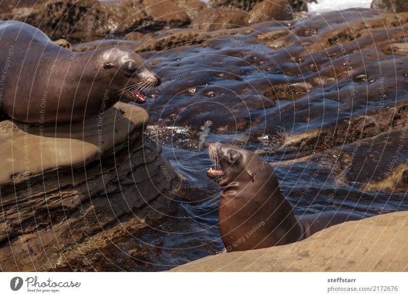 Arguing California sea lion Zalophus californianus Playing Rock Coast Ocean Animal 2 Argument Sea lion fight argue spar sparing seal La Jolla La Jolla Cove