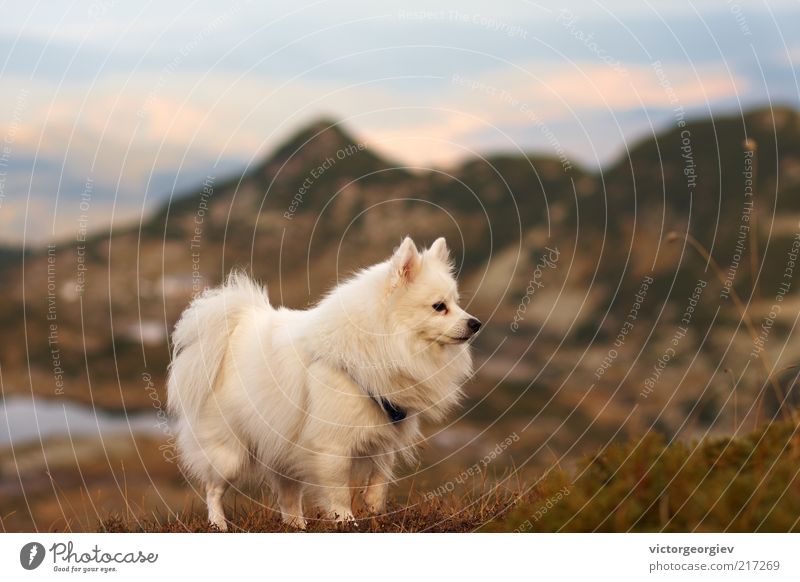 white Spitz dog in the mountains Nature Landscape Sky Autumn Grass Bushes Moss Mountain Peak Lakeside Animal Pet Dog Animal face 1 Free Wild White Loyal