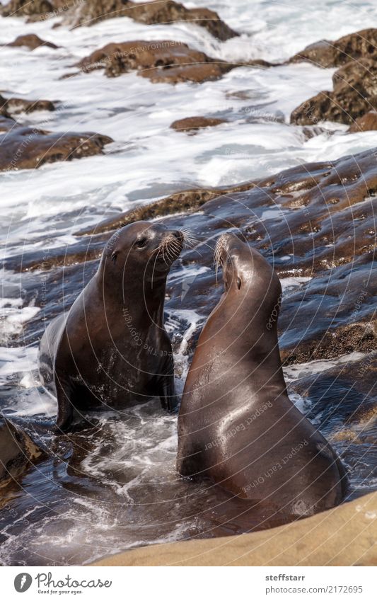 Kissing California sea lion Zalophus californianus Playing Rock Waves Coast Beach Ocean Animal Wild animal 2 Pair of animals Stone Love affection Sea lion seal