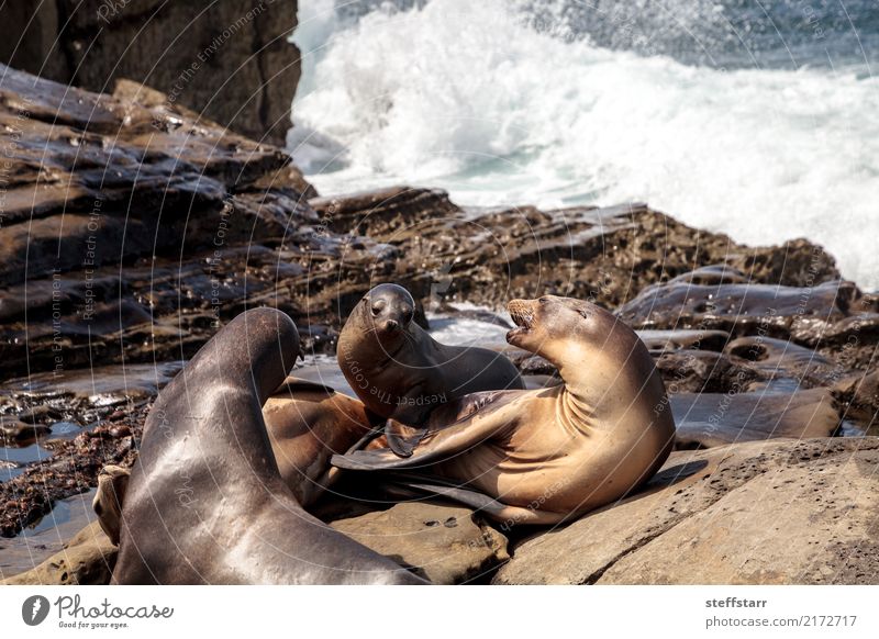 Mom and pup California sea lion Zalophus californianus Joy Playing Baby Mother Adults Environment Nature Rock Coast Beach Ocean Animal Wild animal 3 Baby animal