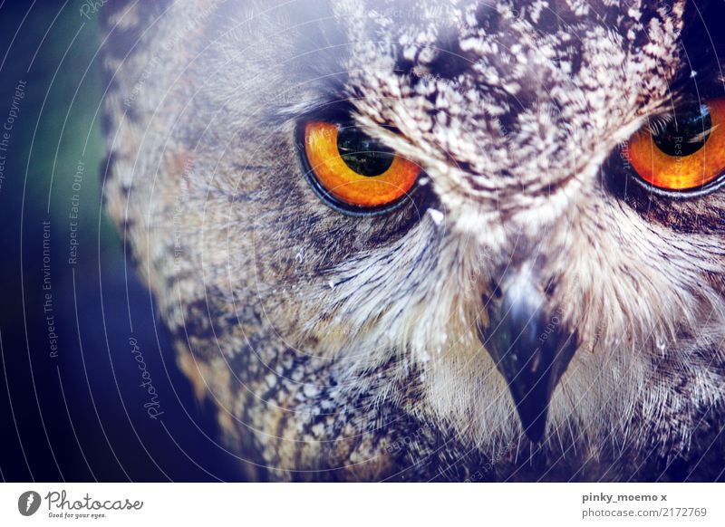 Focused. Eyes Nature Animal Wild animal Bird Animal face Zoo 1 Hunting Aggression Esthetic Owl birds Beak Amber coloured Focus on Metal coil Colour photo