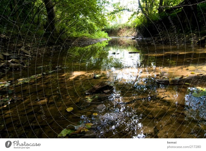 course of a brook Environment Nature Landscape Plant Water Sunlight Summer Autumn Beautiful weather Tree Bushes Leaf Foliage plant Wild plant Forest Brook River