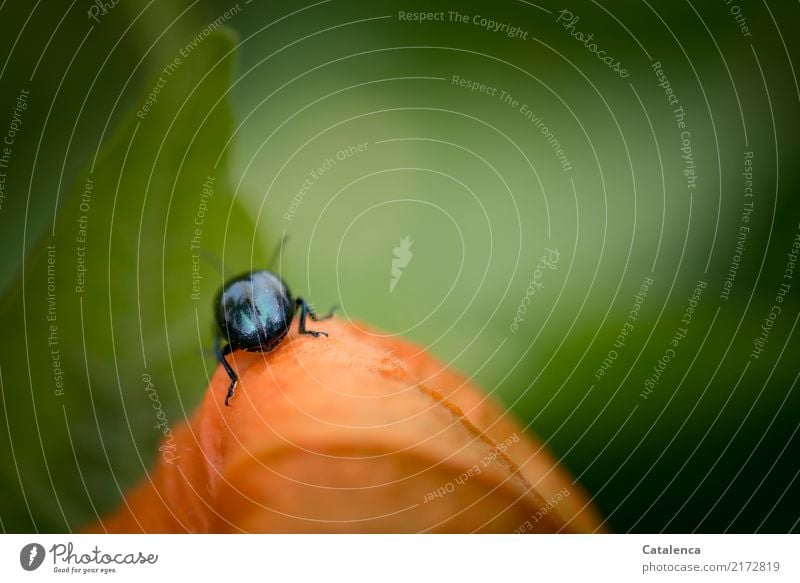 On exploration, sky blue leaf beetle on physalis Nature Plant Animal Leaf Physalis Garden Beetle Sky blue leaf beetle Pests 1 Crawl Faded Growth Blue Green