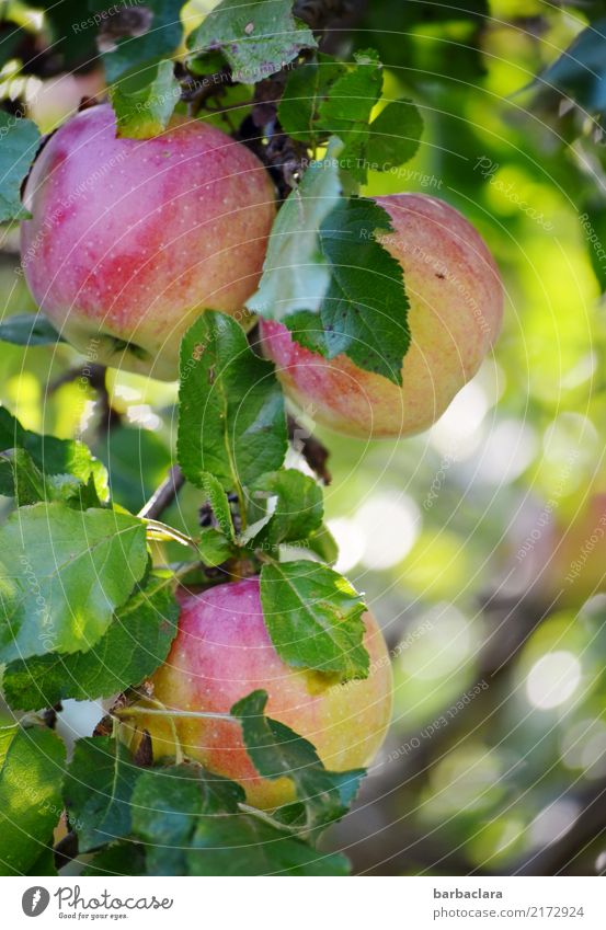 soon... Fruit Apple Autumn Climate Tree Leaf Apple tree Twigs and branches Garden Eating Hang Fresh Healthy Round Juicy Green Red Colour To enjoy Nature