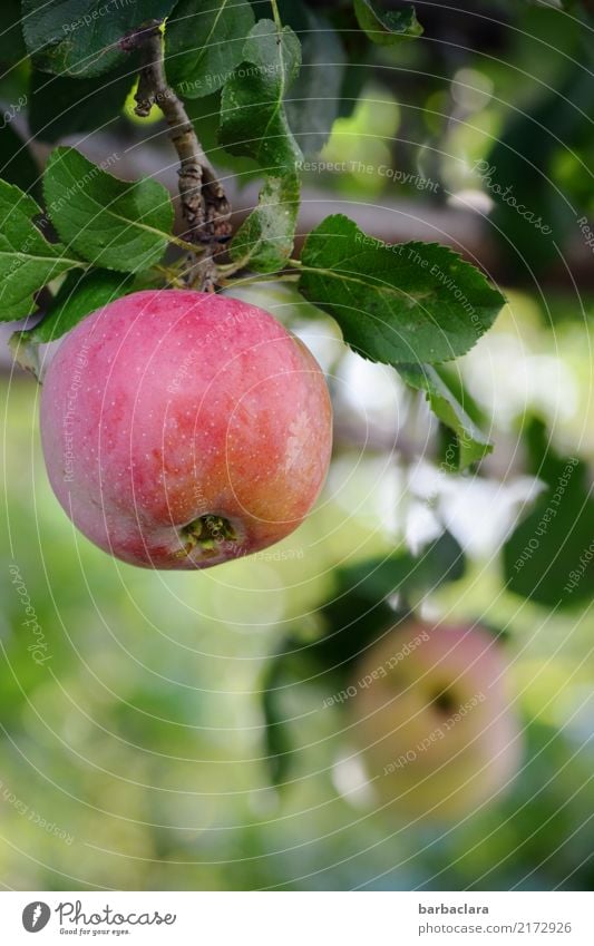 harvest time Fruit Apple Autumn Tree Apple tree Twigs and branches Garden Eating To enjoy Hang Round Juicy Green Red Joie de vivre (Vitality) Healthy Nature