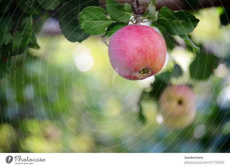 Fifteen-oh, apple on a tree. Fruit Apple Plant Autumn Tree Leaf Agricultural crop Apple tree Garden Hang Fresh Healthy Red Colour Climate Nature Environment