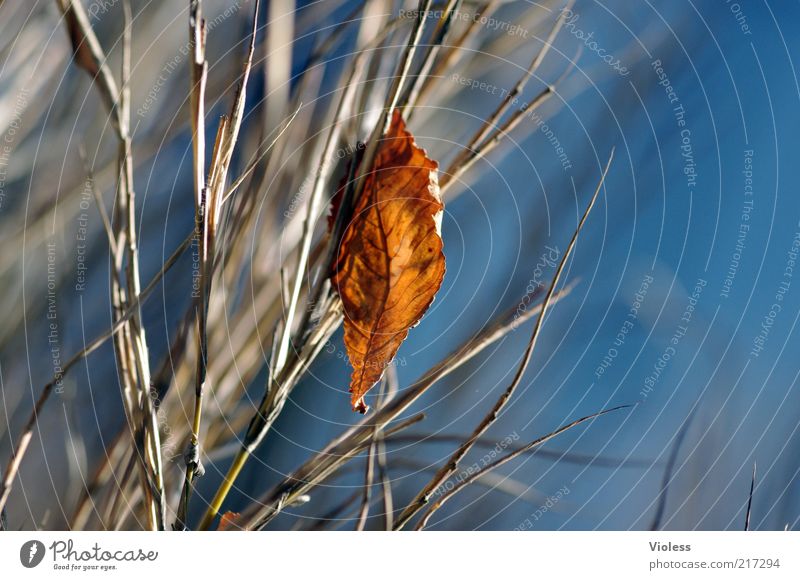 A little smaller version Plant Air Sky Sunlight Autumn Leaf Hang Blue Brown Transience Colour photo Close-up Reflection Blur 1 Individual Autumn leaves Autumnal