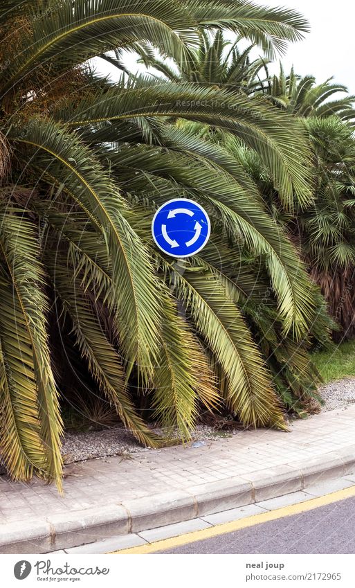 Traffic sign, roundabout in the middle of palm leaves Plant Leaf Foliage plant Exotic Palm tree Transport Traffic infrastructure Road sign Traffic circle Sign