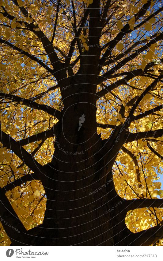 autumn tree Nature Plant Sky Autumn Tree Forest Colour Transience Colour photo Exterior shot Deserted Evening Shadow Central perspective Growth Branch