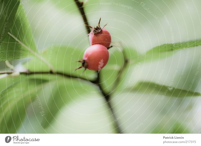 [HH10.1] - Where was that? Environment Nature Plant Autumn Foliage plant Wild plant Fruit Twig Dull Green Red Seed Subdued colour Exterior shot Close-up Detail