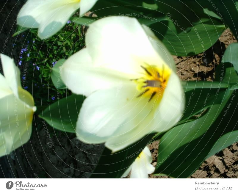 Tulip yellow Yellow Flower Garden