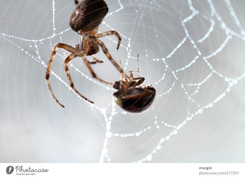 Enjoy your meal. A spider in her web, she caught a ladybug Nature Animal Beetle Spider Network Spider's web Meal Nutrition Captured Catch To hold on To feed