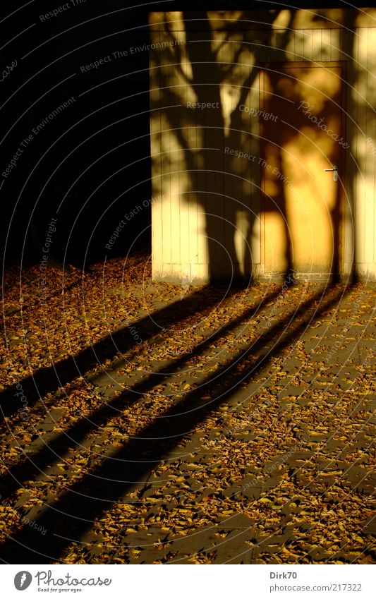 Long shadows Sunlight Autumn Tree Leaf Hut Barn Door Courtyard Threat Brown Yellow Gray Black Seasons Shadow Silhouette Dusk Evening autumn evening Colour photo