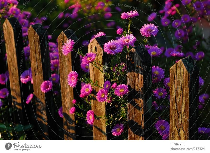 Flowers above garden fence 2 Environment Nature Plant Summer Autumn Blossom Garden Esthetic Fragrance Natural Violet Pink Calm Life Fence Garden fence