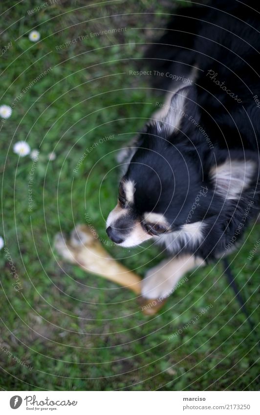 chihuahua Animal Pet Dog 1 Cute Love of animals dog bone Colour photo Exterior shot Day Contrast Shallow depth of field Animal portrait