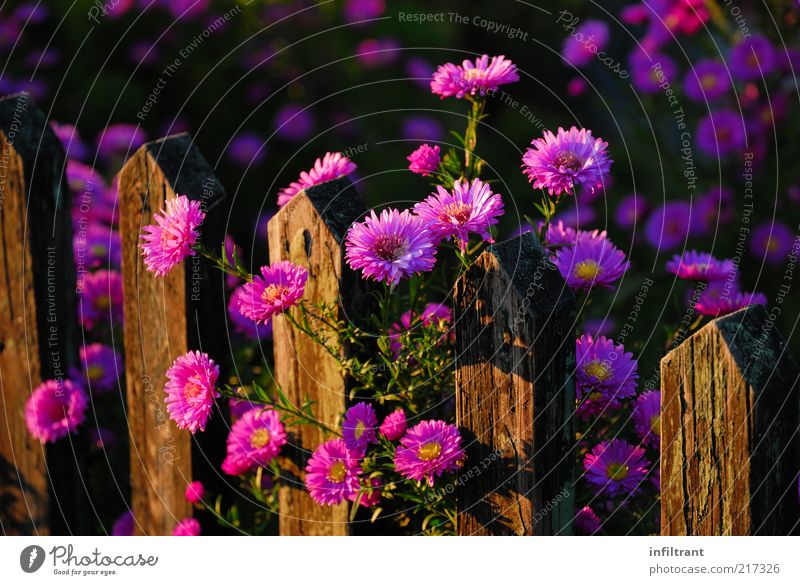 Flowers above garden fence 3 Environment Nature Plant Summer Autumn Beautiful weather Blossom Garden Esthetic Fragrance Natural Violet Pink Moody Calm Colour